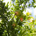 La Grenadine